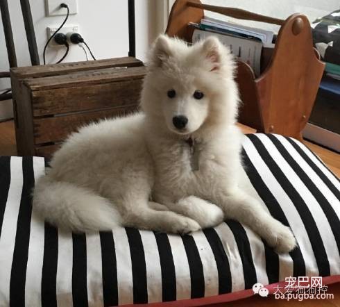 看完这些养狗尴尬事之后，再决定要不要养狗吧！-3.jpeg