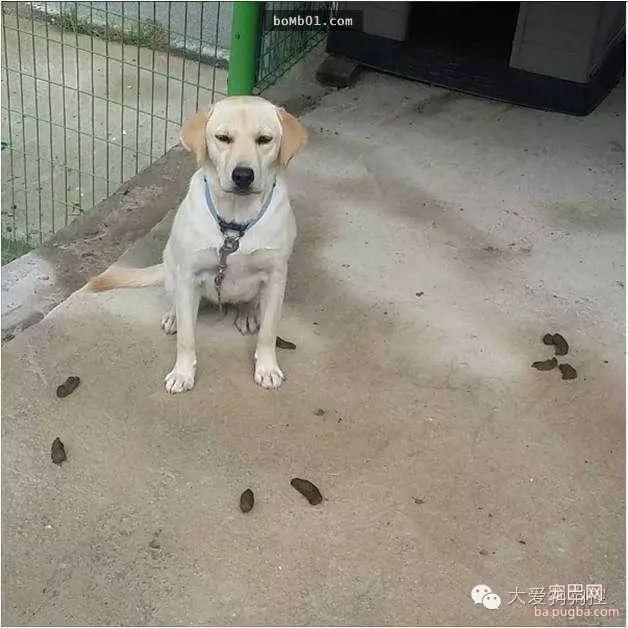 看完这些养狗尴尬事之后，再决定要不要养狗吧！-6.jpeg