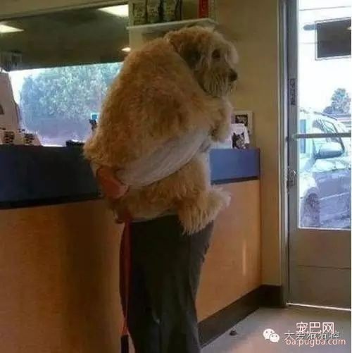 看完这些养狗尴尬事之后，再决定要不要养狗吧！-12.jpeg
