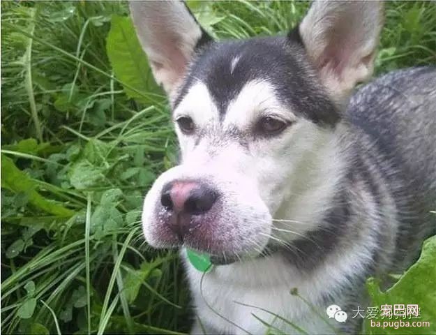 看完这些养狗尴尬事之后，再决定要不要养狗吧！-18.jpeg