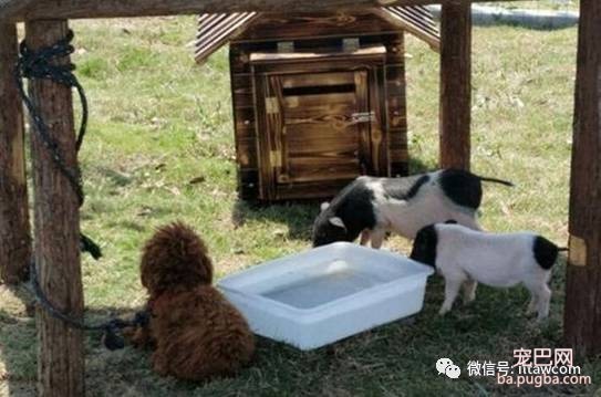 游客动物园看泰迪？“凑数”野生动物园遭游客一星差评-1.jpeg