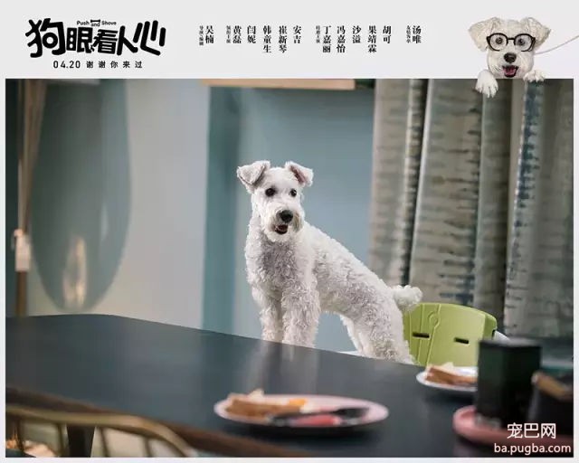 专访国际驯兽师，揭秘狗狗是如何演戏的~-25.jpg