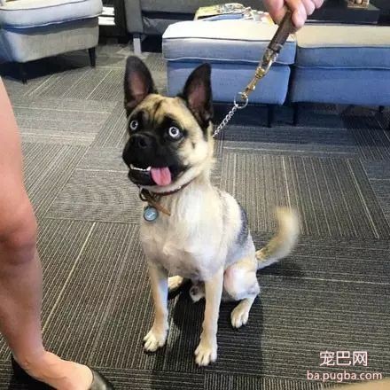 狗狗的新品种——“巴士奇”，一秒笑翻…-2.jpeg