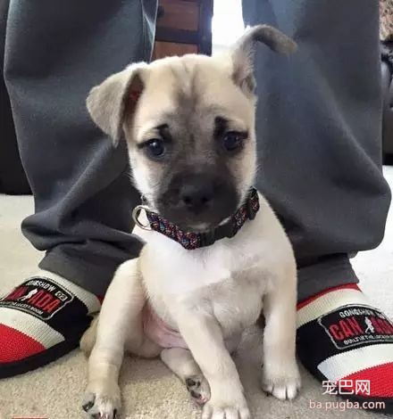 狗狗的新品种——“巴士奇”，一秒笑翻…-6.jpeg