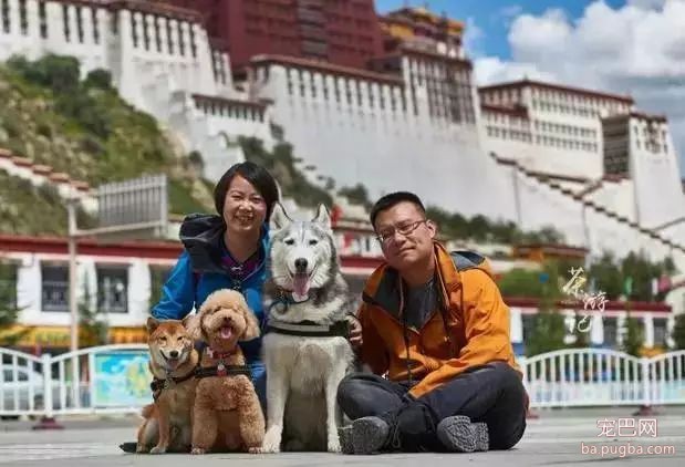 5只狗狗的西藏之旅，看完后心都融化了！-2.jpeg