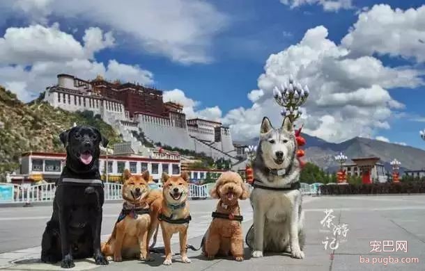 5只狗狗的西藏之旅，看完后心都融化了！-1.jpeg