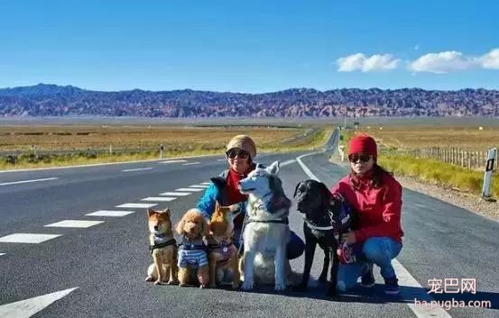 5只狗狗的西藏之旅，看完后心都融化了！-6.jpeg