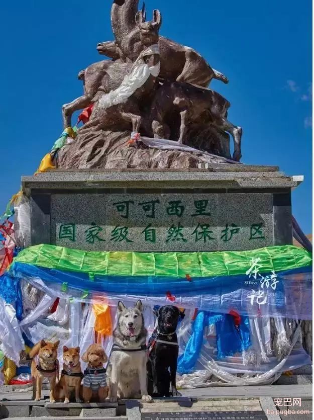 5只狗狗的西藏之旅，看完后心都融化了！-7.jpeg