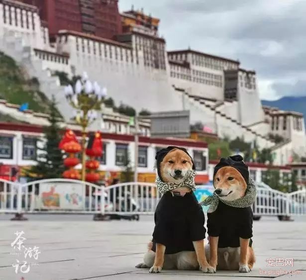 5只狗狗的西藏之旅，看完后心都融化了！-12.jpeg