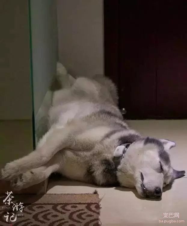 5只狗狗的西藏之旅，看完后心都融化了！-10.jpeg