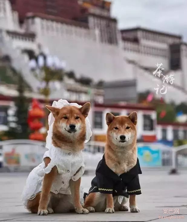 5只狗狗的西藏之旅，看完后心都融化了！-13.jpeg