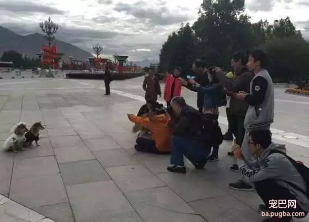 5只狗狗的西藏之旅，看完后心都融化了！-14.jpeg