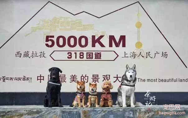 5只狗狗的西藏之旅，看完后心都融化了！-16.jpeg