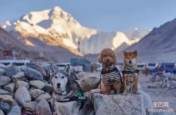 5只狗狗的西藏之旅，看完后心都融化了！-21.jpeg