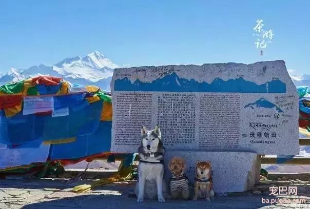 5只狗狗的西藏之旅，看完后心都融化了！-20.jpeg