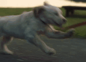 感动无数人的短片：原来这就是狗狗的一生……-3.gif