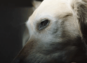 感动无数人的短片：原来这就是狗狗的一生……-22.gif
