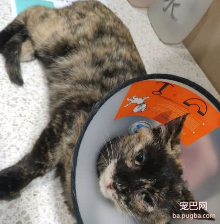 女孩救助一只流浪猫，为了报答恩情，猫咪的做法很暖心-2.jpeg