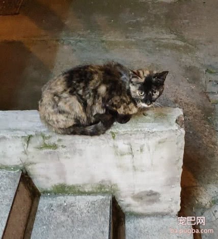 女孩救助一只流浪猫，为了报答恩情，猫咪的做法很暖心-3.jpeg