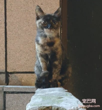 女孩救助一只流浪猫，为了报答恩情，猫咪的做法很暖心-4.jpeg