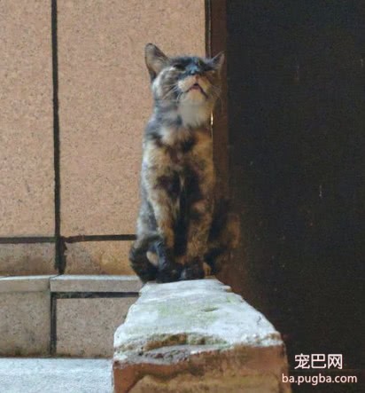 女孩救助一只流浪猫，为了报答恩情，猫咪的做法很暖心-5.jpeg