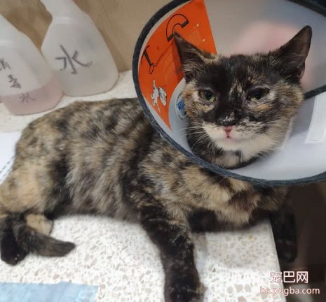 女孩救助一只流浪猫，为了报答恩情，猫咪的做法很暖心-1.jpeg