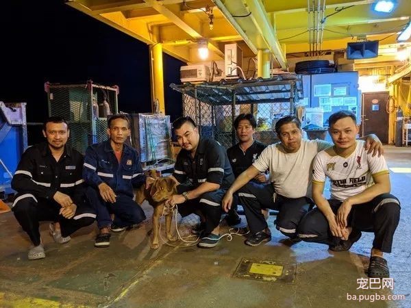 小狗漂流外海220公里，钻油平台工人救起称：这是个奇迹！-7.jpeg