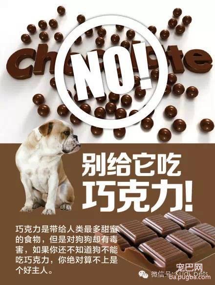狗狗为什么不能吃巧克力？（知识贴）-1.jpeg