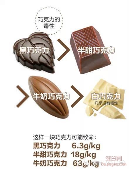 狗狗为什么不能吃巧克力？（知识贴）-3.jpeg
