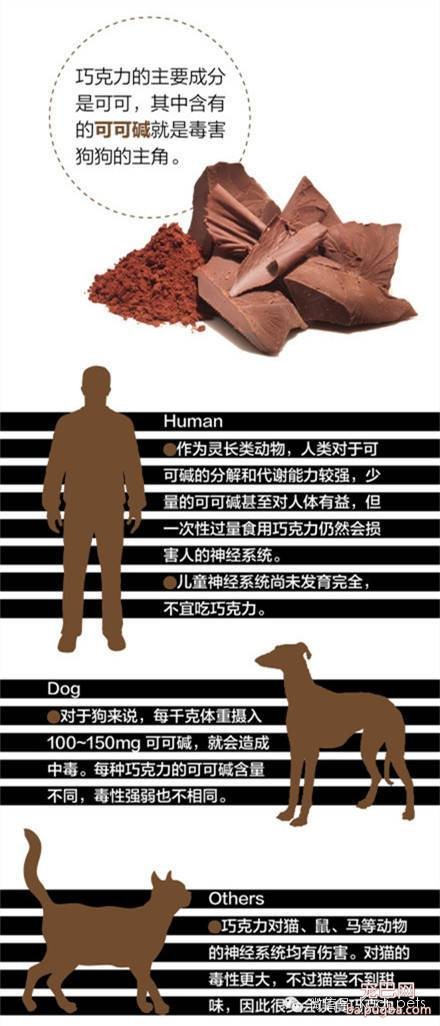 狗狗为什么不能吃巧克力？（知识贴）-2.jpeg