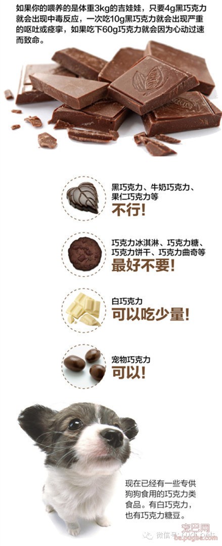 狗狗为什么不能吃巧克力？（知识贴）-4.jpeg