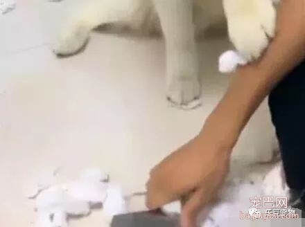 二哈老毛病又范了，气的主人现场磨刀，二哈赶紧按住主人的手！-2.jpeg