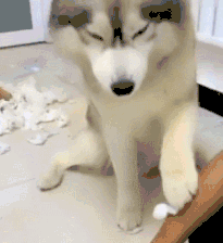 二哈老毛病又范了，气的主人现场磨刀，二哈赶紧按住主人的手！-6.gif