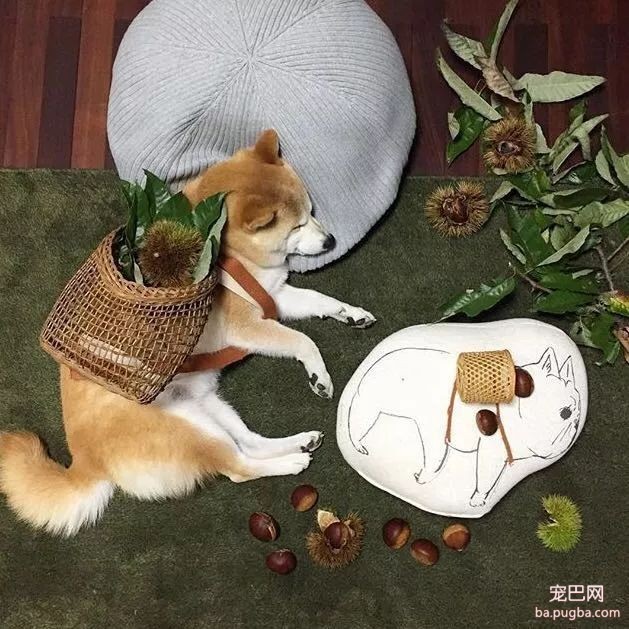 柴柴因睡觉太死成了网红，粉丝排着队等着看它睡觉！-9.jpeg