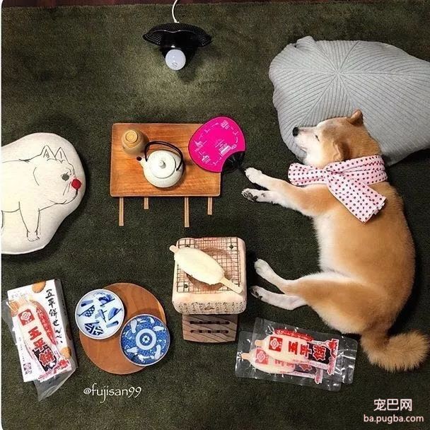 柴柴因睡觉太死成了网红，粉丝排着队等着看它睡觉！-8.jpeg