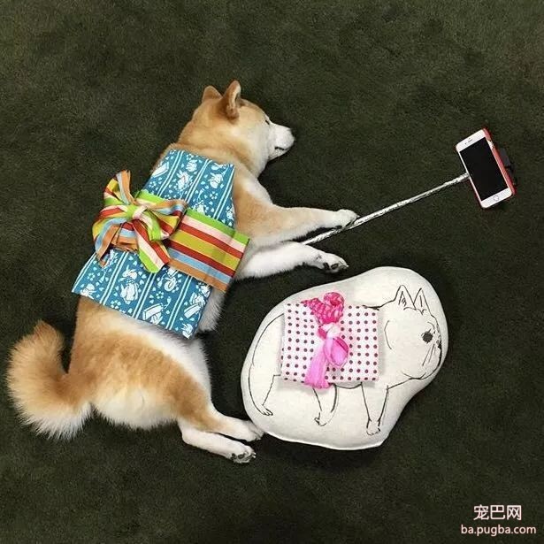 柴柴因睡觉太死成了网红，粉丝排着队等着看它睡觉！-6.jpeg