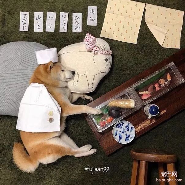 柴柴因睡觉太死成了网红，粉丝排着队等着看它睡觉！-10.jpeg