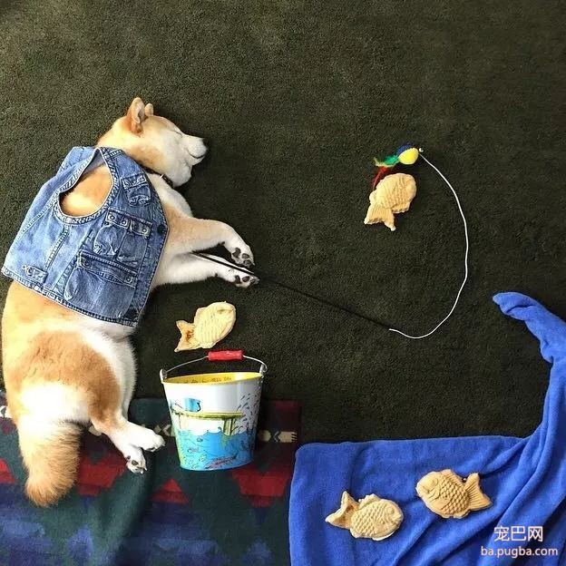柴柴因睡觉太死成了网红，粉丝排着队等着看它睡觉！-5.jpeg