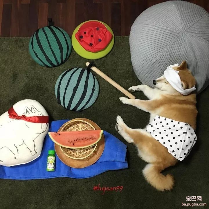 柴柴因睡觉太死成了网红，粉丝排着队等着看它睡觉！-7.jpeg