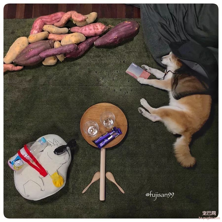 柴柴因睡觉太死成了网红，粉丝排着队等着看它睡觉！-16.jpeg