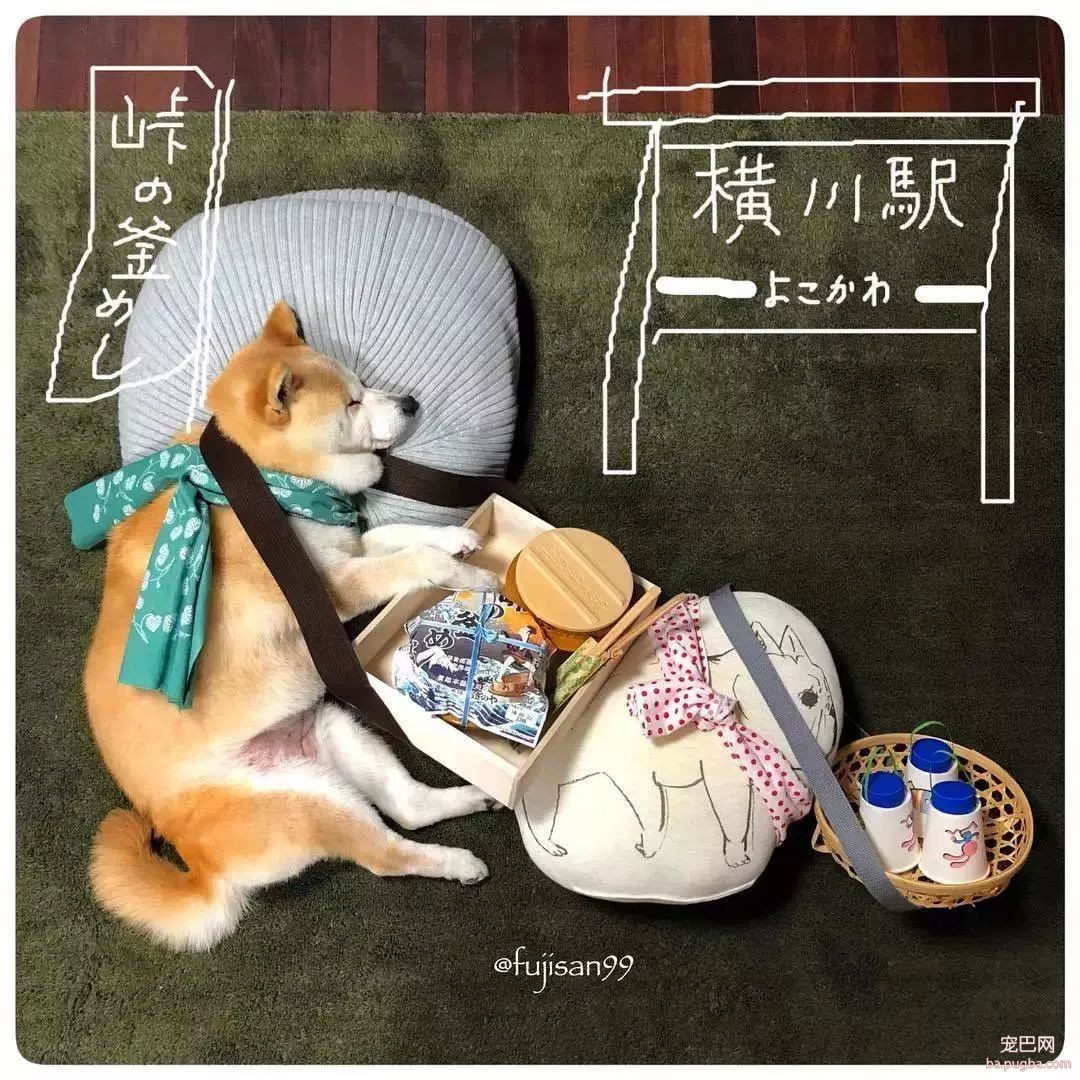 柴柴因睡觉太死成了网红，粉丝排着队等着看它睡觉！-20.jpeg