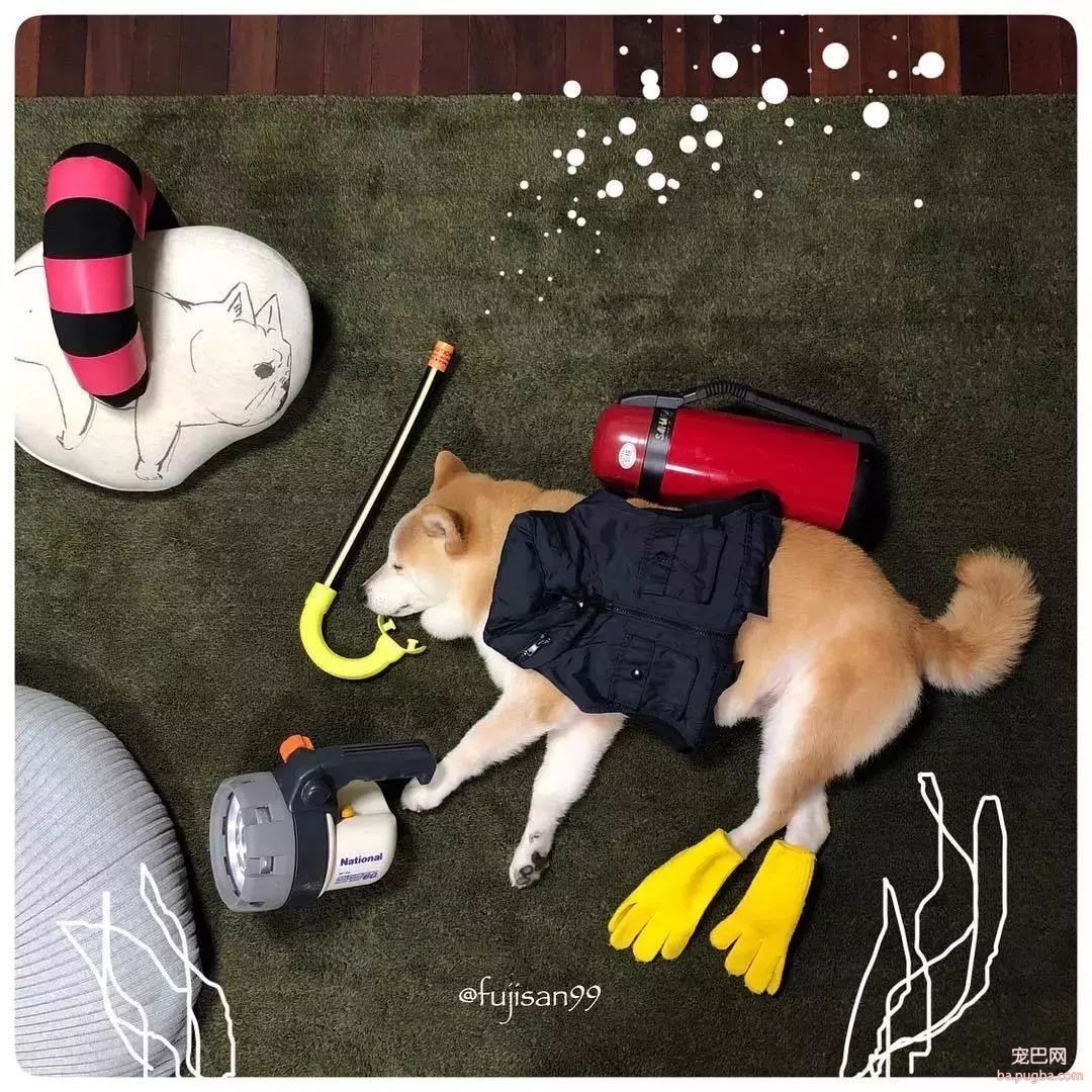 柴柴因睡觉太死成了网红，粉丝排着队等着看它睡觉！-24.jpeg