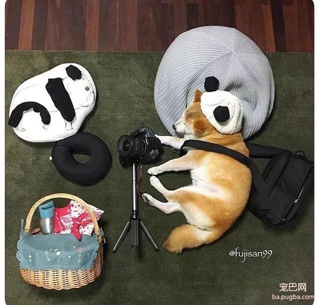 柴柴因睡觉太死成了网红，粉丝排着队等着看它睡觉！-27.jpeg