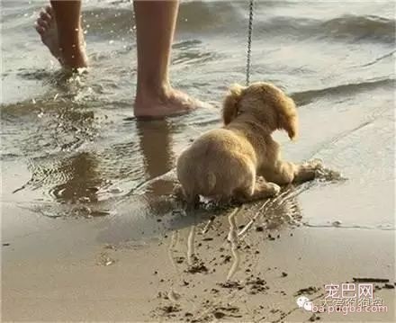 听说要去游泳，这些狗狗的举动笑死人了！-5.jpeg