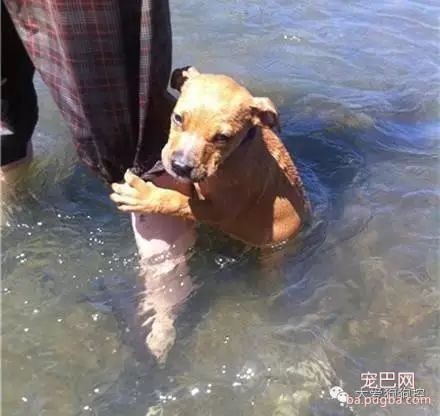 听说要去游泳，这些狗狗的举动笑死人了！-7.jpeg
