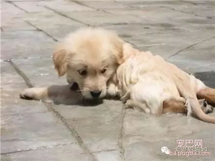 听说要去游泳，这些狗狗的举动笑死人了！-6.jpeg