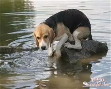 听说要去游泳，这些狗狗的举动笑死人了！-11.jpeg