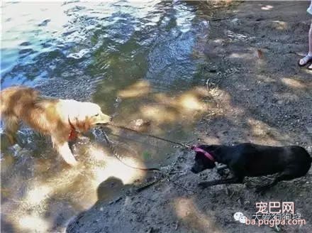 听说要去游泳，这些狗狗的举动笑死人了！-9.jpeg