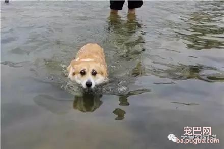 听说要去游泳，这些狗狗的举动笑死人了！-13.jpeg