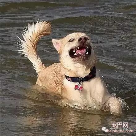 听说要去游泳，这些狗狗的举动笑死人了！-12.jpeg